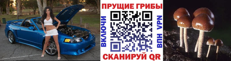 купить наркоту  MEGA   Псилоцибиновые грибы Psilocybe  Топки 